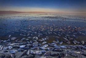 Salton Sea dead fish