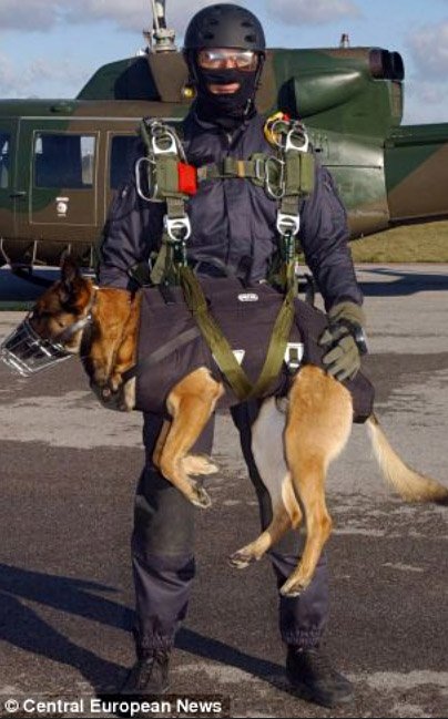 special-forces-dog-3.jpg