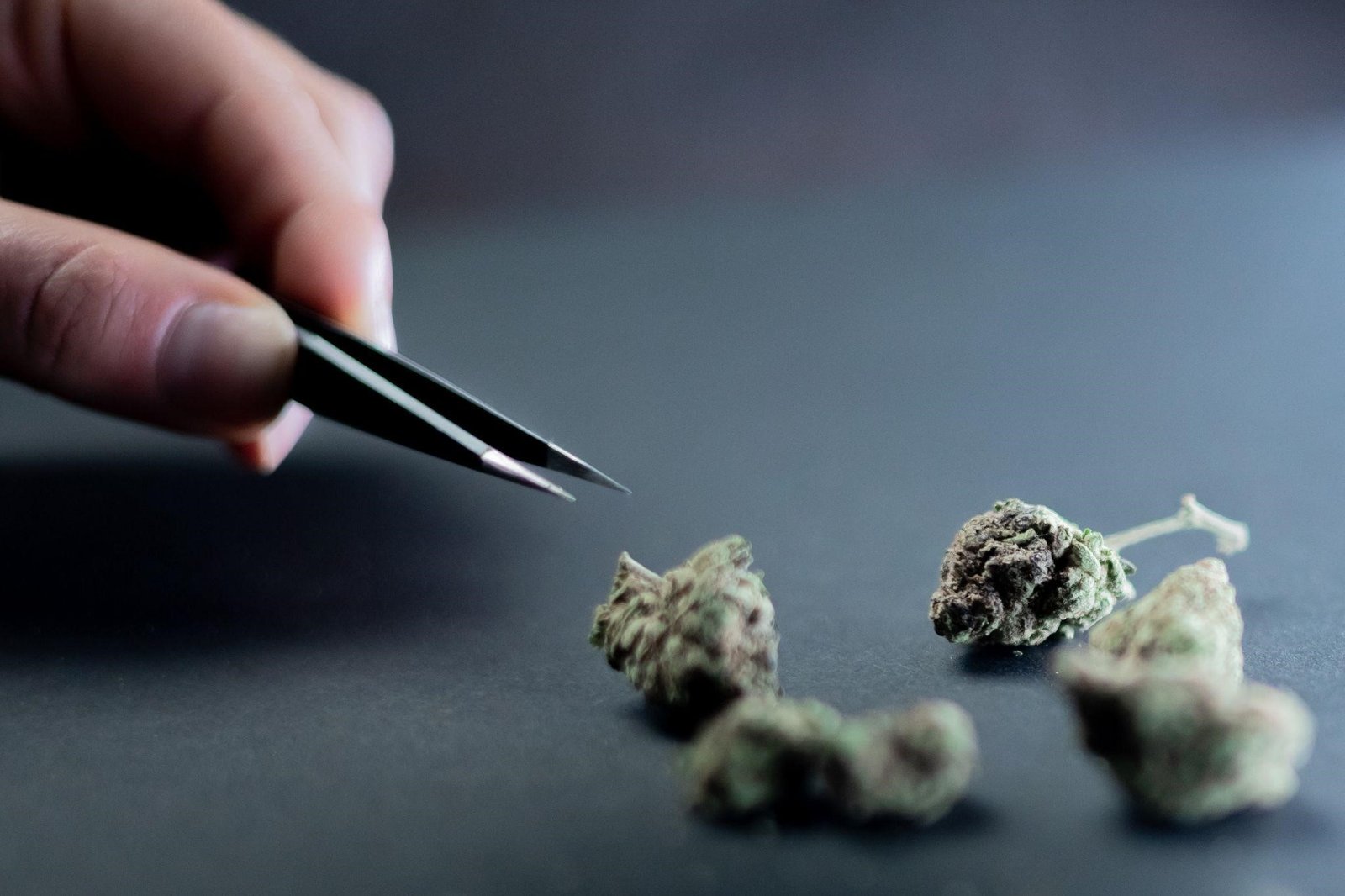 Why Is White Gold Strain The Most Balanced Of All Strains Sometimes