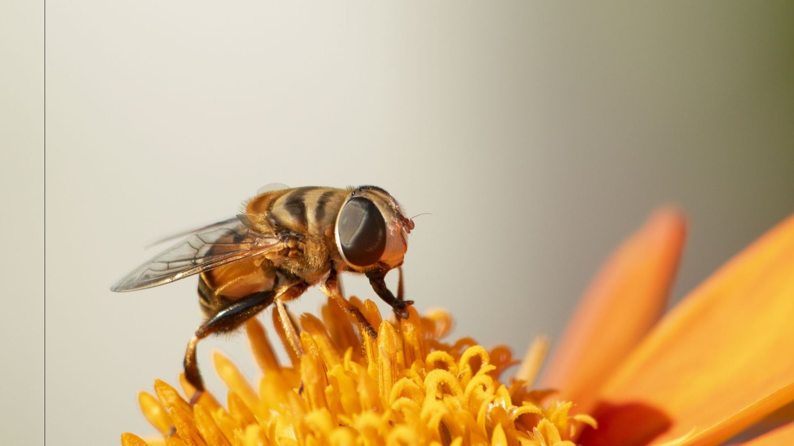 Orange fly. Муха журчалка. Оранжевая Муха. Желтая Муха. Муха оранжевого цвета.