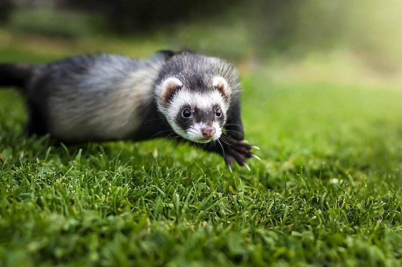 Why Ferrets Are Illegal in California Sometimes Interesting