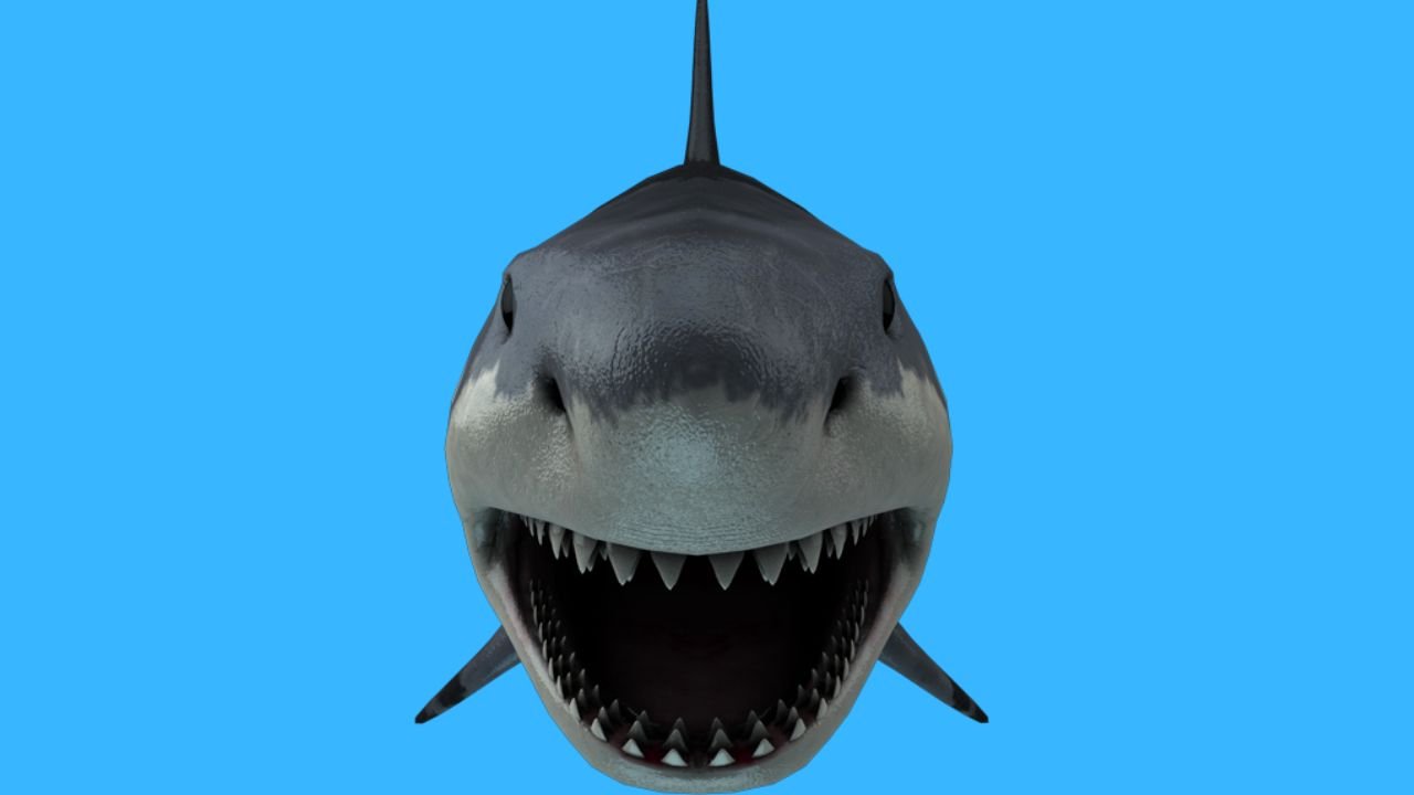 How Many Teeth Do Sharks Have? (The Answer May Surprise You ...