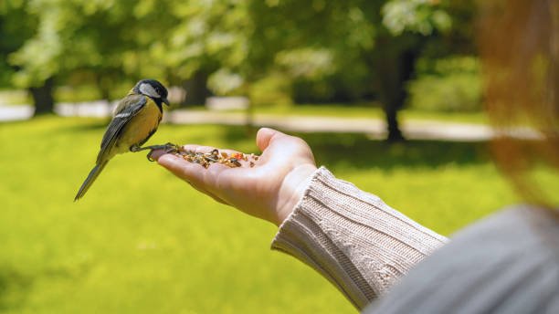 Transporting a Bird in a Car: Tips and Tricks for a Stress-Free Move ...